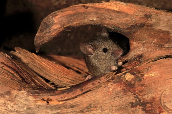 House Mouse