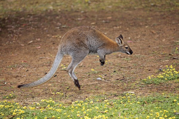 Bennett Wallaby