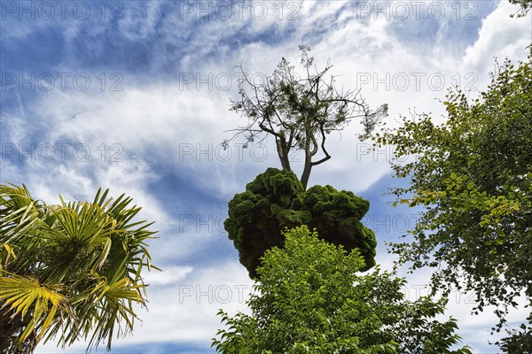 Unusual growth of a douglas fir