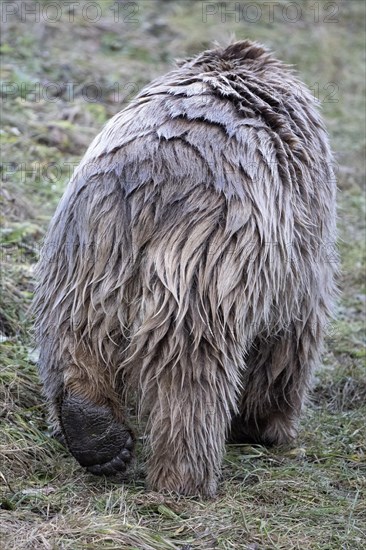 Paw syrian brown bear