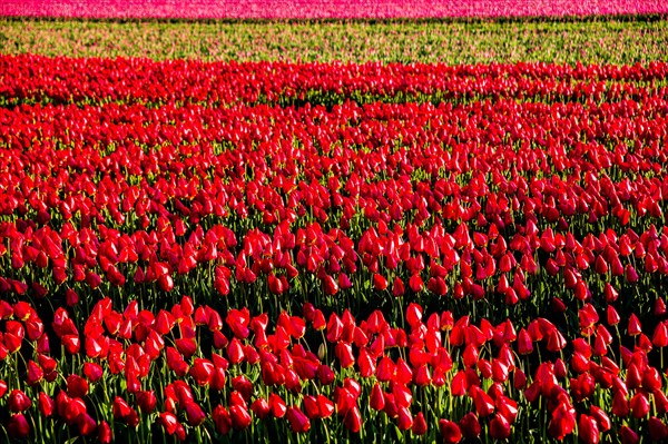 Flowering tulip fields