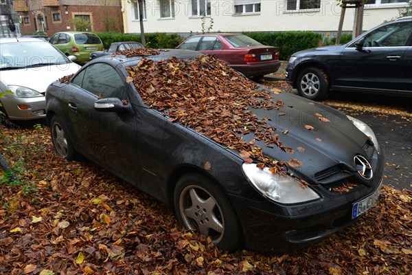 Deciduous leaves on passenger car