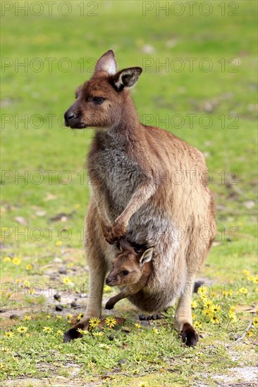 Kangaroo Island Kangaroo