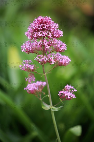 Red valerian