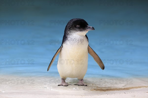 Little penguin