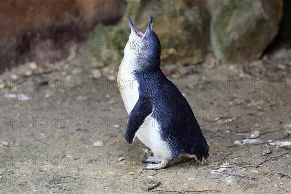 Little penguin