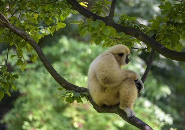 White-handed gibbon