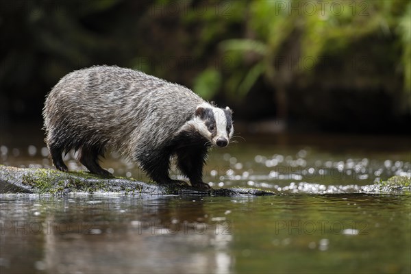 European badger