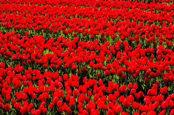 Flowering tulip fields