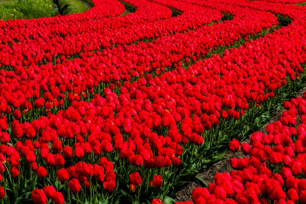 Flowering tulip fields