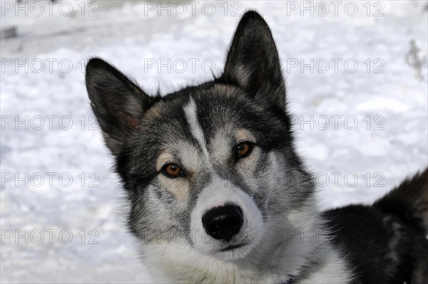 Siberian Huskies