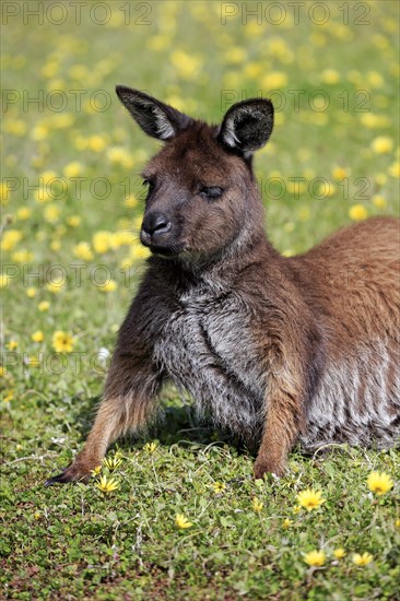 Kangaroo island grey kangaroo