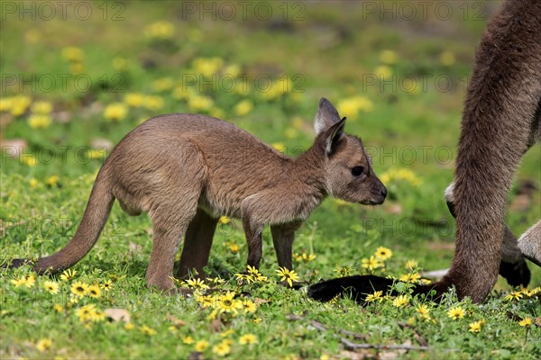 Kangaroo Island Kangaroo