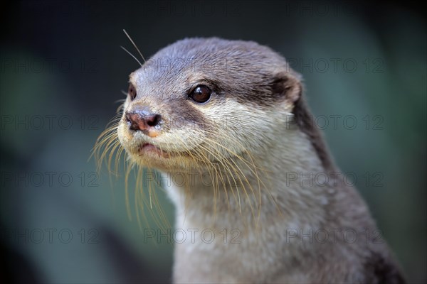 Oriental small clawed Otter