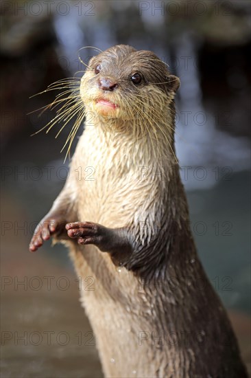 Oriental small clawed Otter