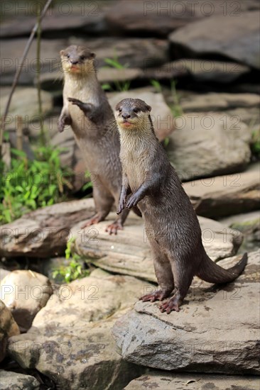 Oriental small clawed Otter