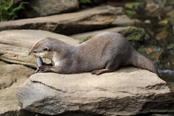 Oriental small clawed Otter