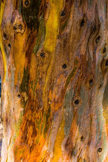 Colourful eucalyptus tree bark