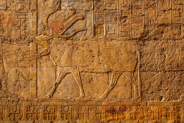 Hathor Cow