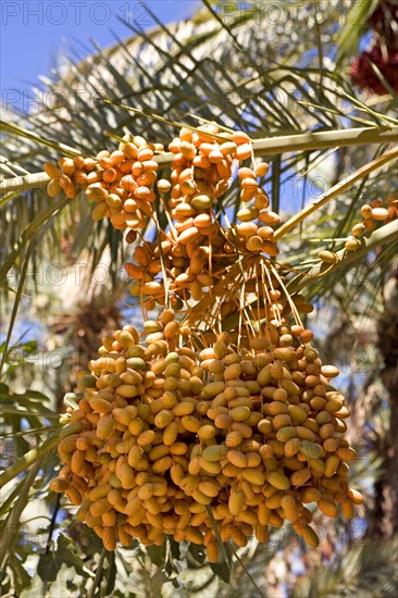 Dates in an oasis in the Draa Valley