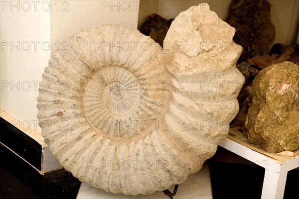 Fossils