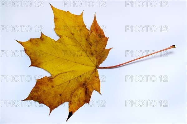 Autumn leaf