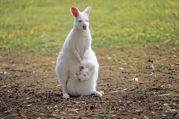 Bennett Wallaby