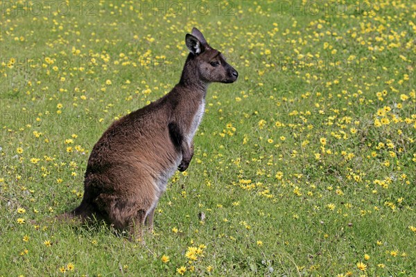 Kangaroo island kangaroo