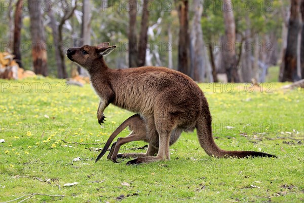 Kangaroo Island Kangaroo