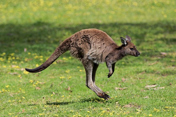 Kangaroo Island Kangaroo