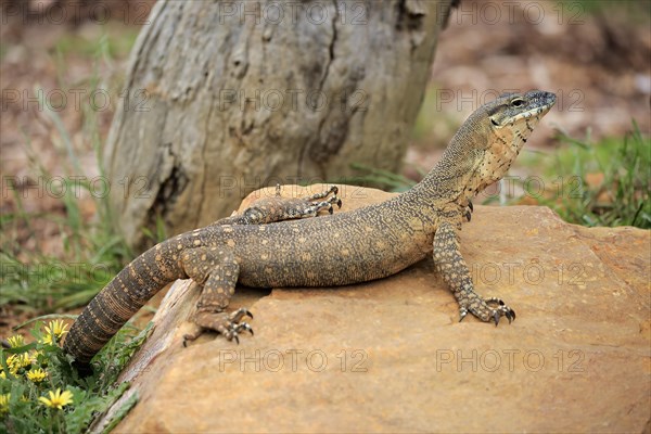 Rosenberg's Monitor