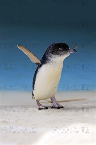 Little penguin