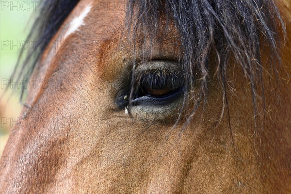 Eye close-up