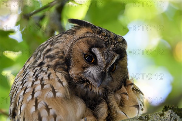 Long-eared owl