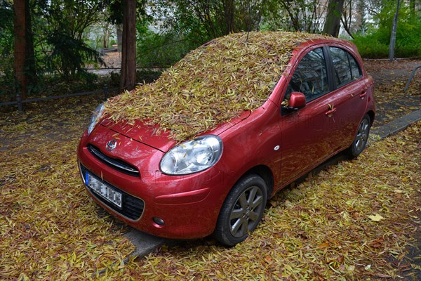 Deciduous leaves on passenger car