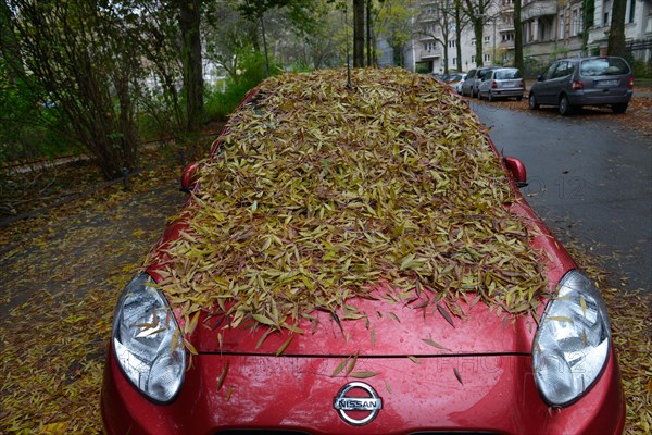 Deciduous leaves on passenger car