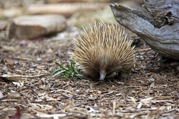 Short-billed Echidna