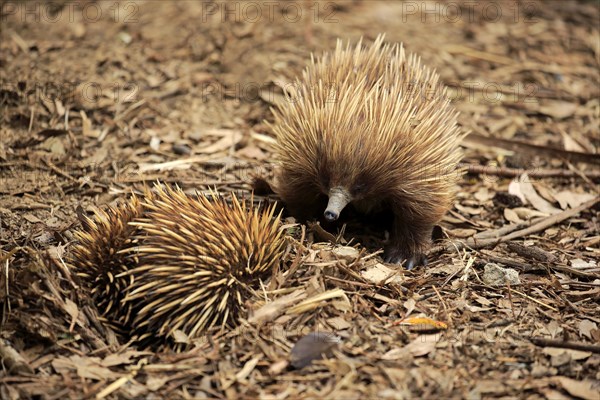 Short-beaked Echidna