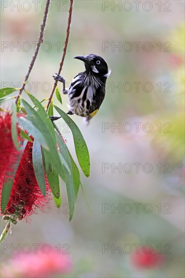 New Holland Honeyeater