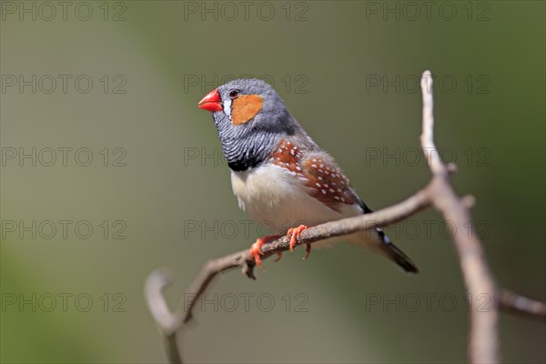 Zebra Finch