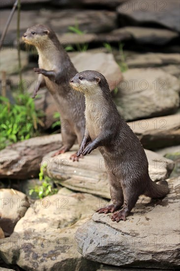 Oriental small clawed Otter