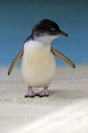 Little penguin