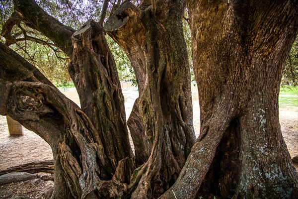 1200 year old olive tree