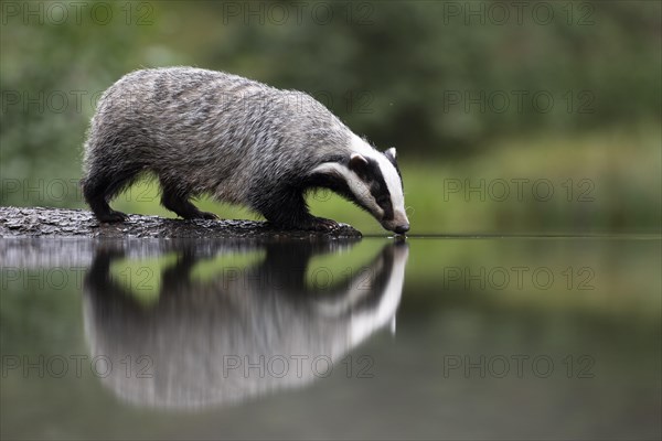 European badger