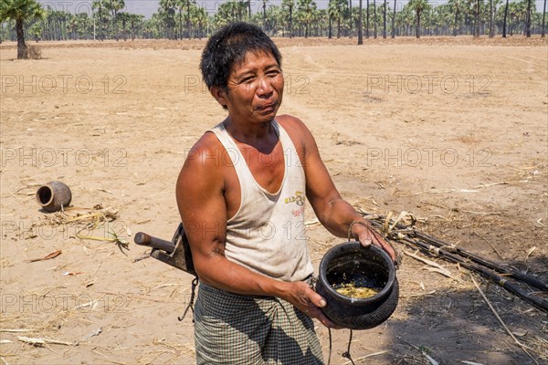 Laborious harvest of palm sugar sap