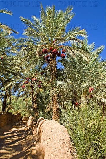 Date palms in an oasis in the Draa Valley