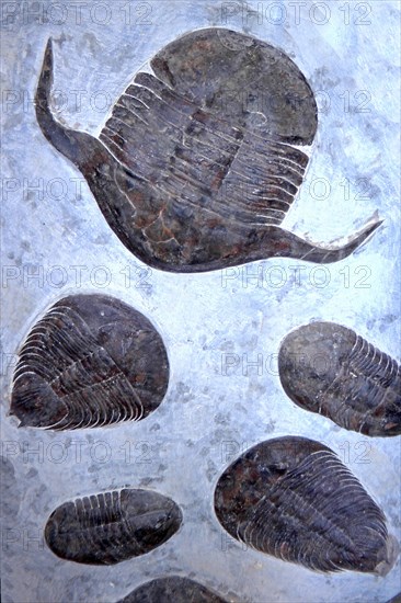 Fossils