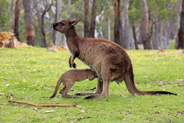 Kangaroo island kangaroo