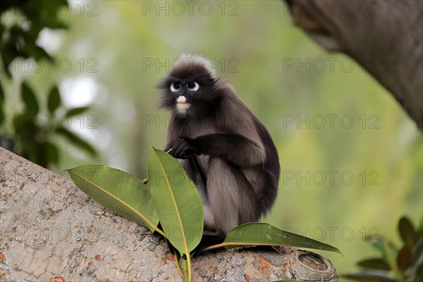 Dusky leaf monkey