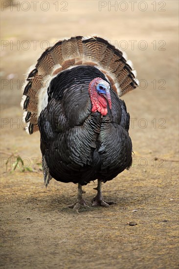 Wild Turkey